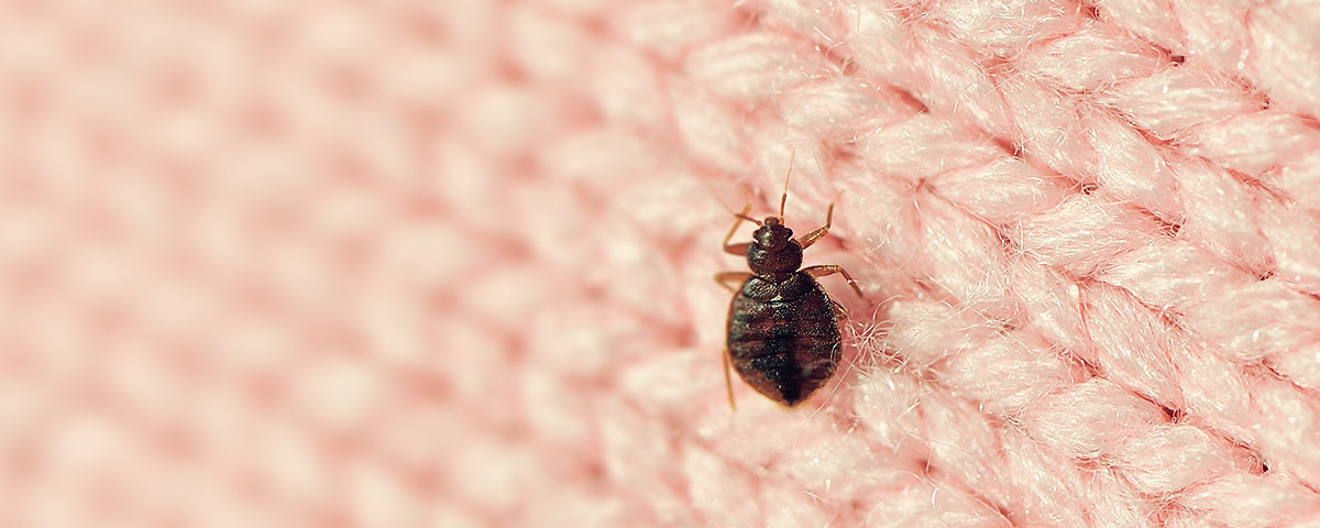 Taking a Different Bite Into the Telemedicine Debate